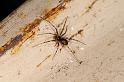 Linyphia_hortensis_D5218_Z_89_Les Gris_Frankrijk
